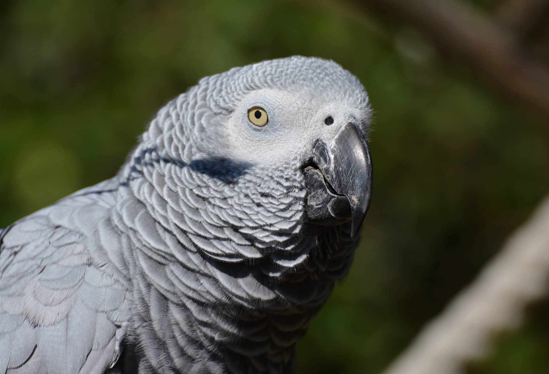 african-grey-parrot-animal-animal