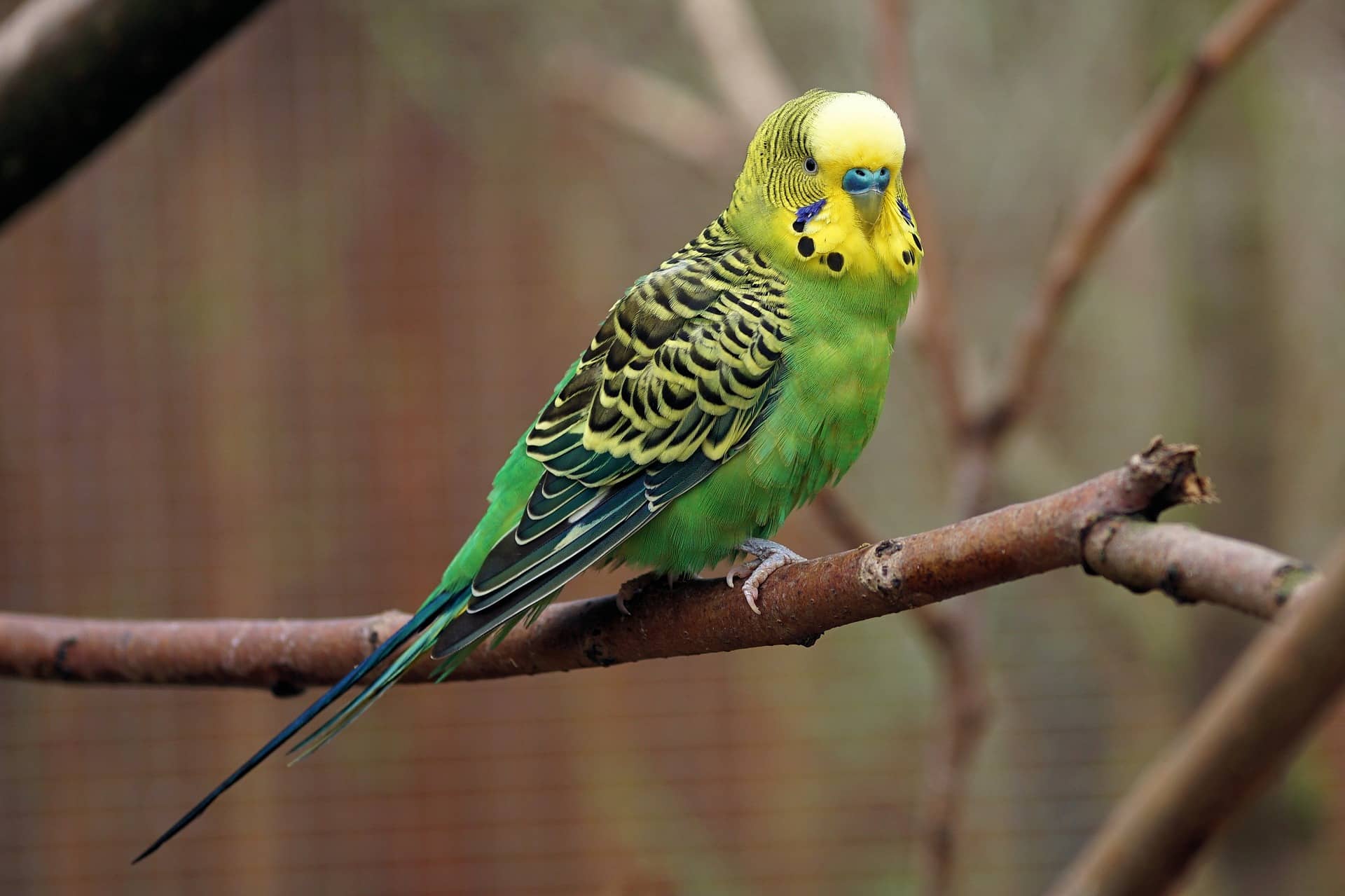 budgie
