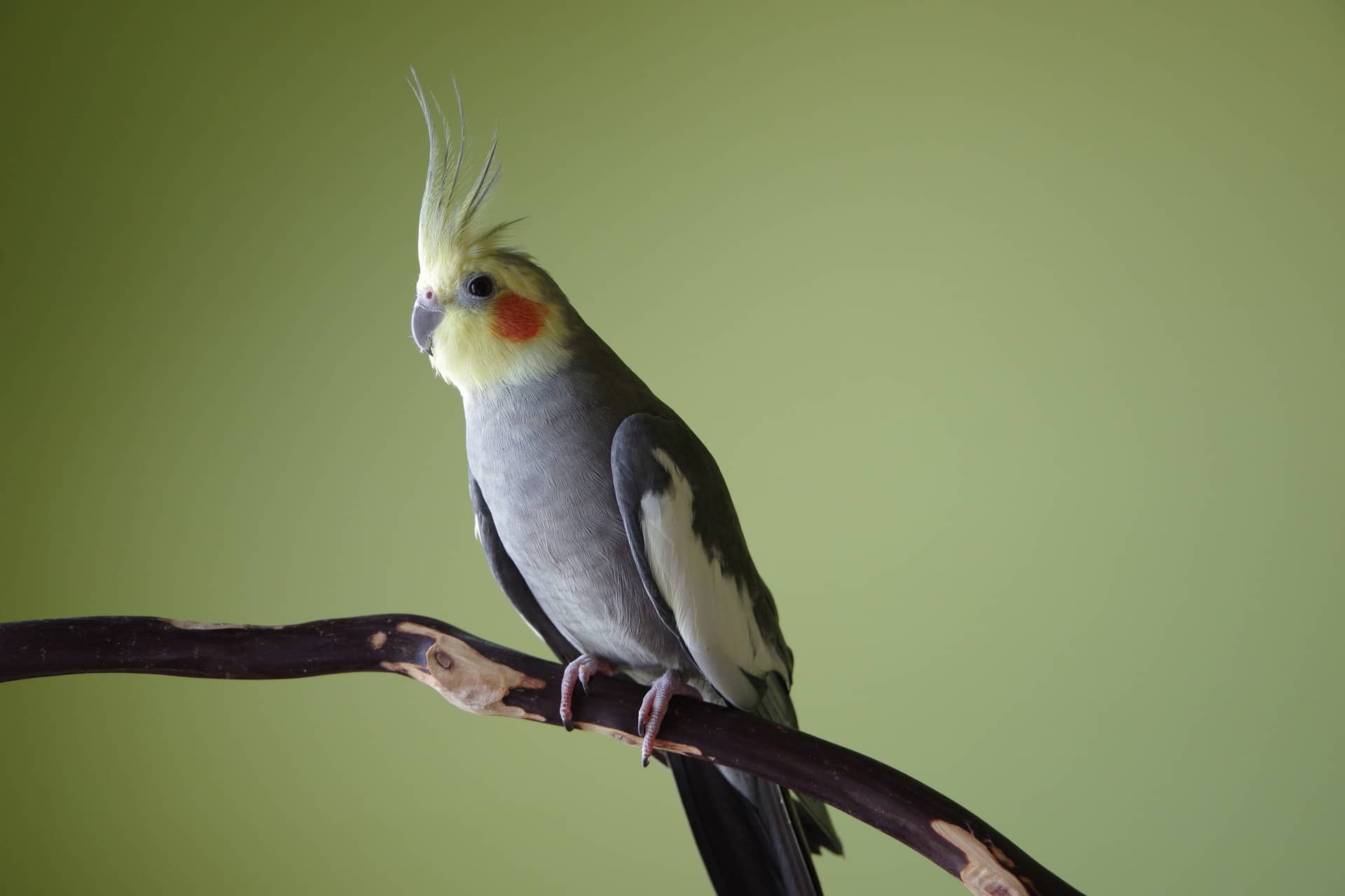 cockatiel