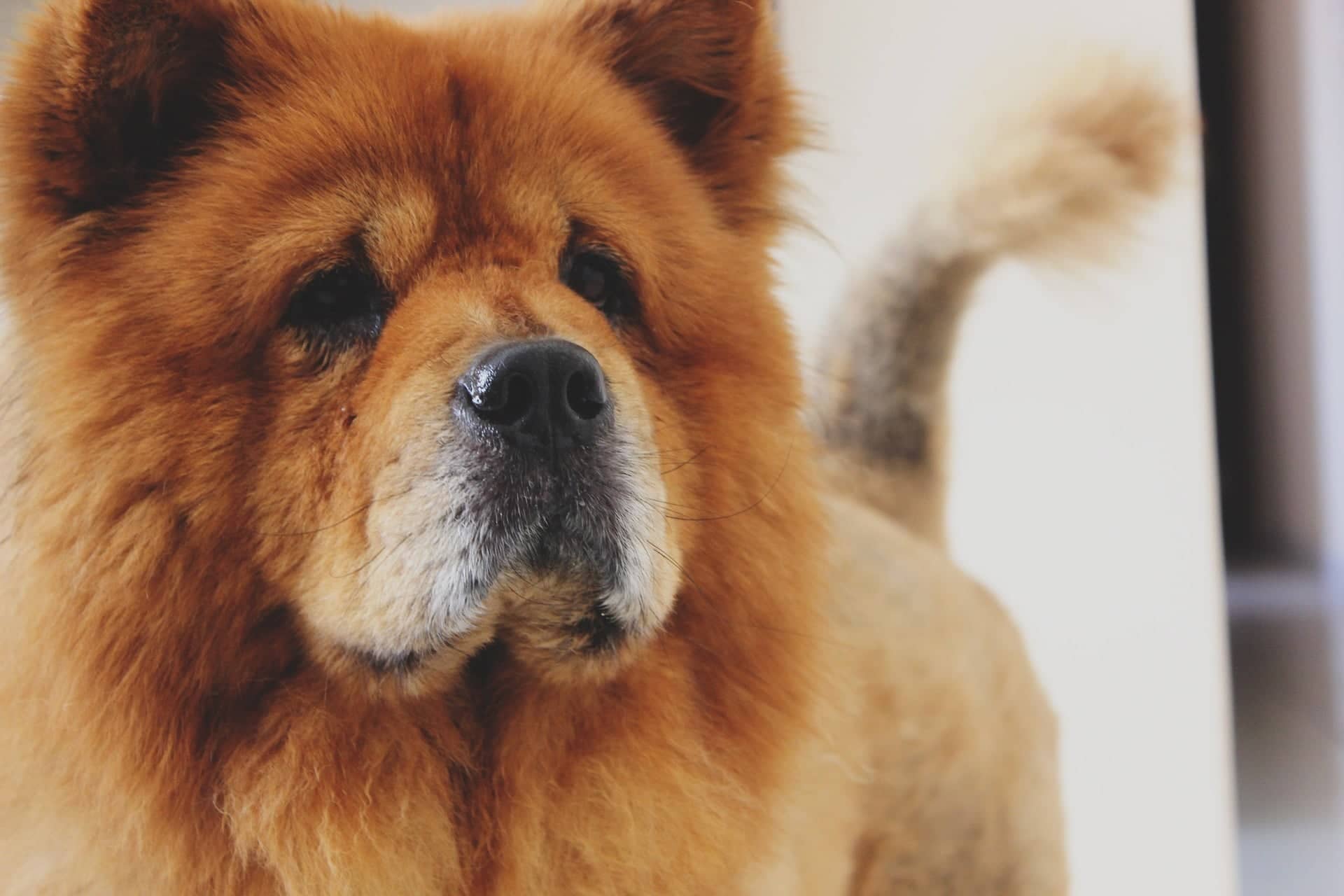 chow_chow_dog