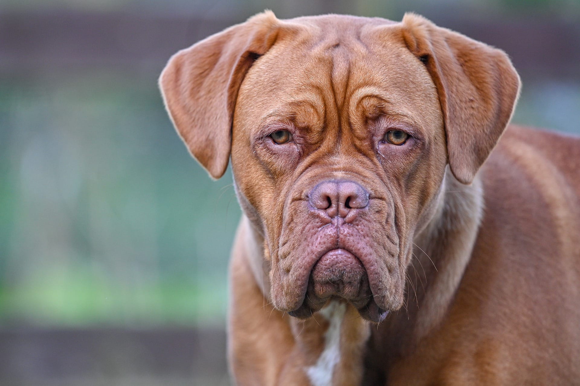 dogue_bordeaux