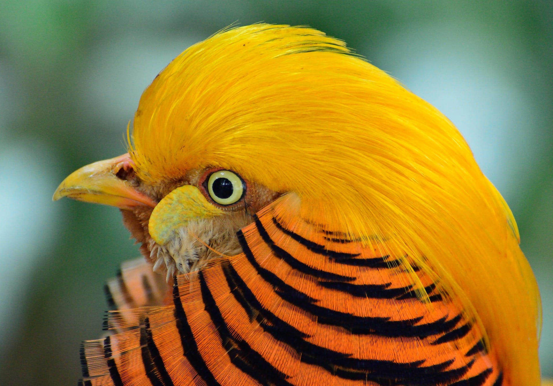 golden-pheasant