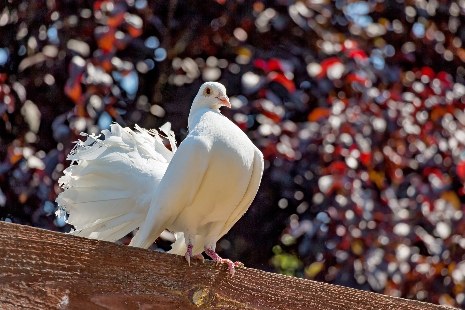 pigeon