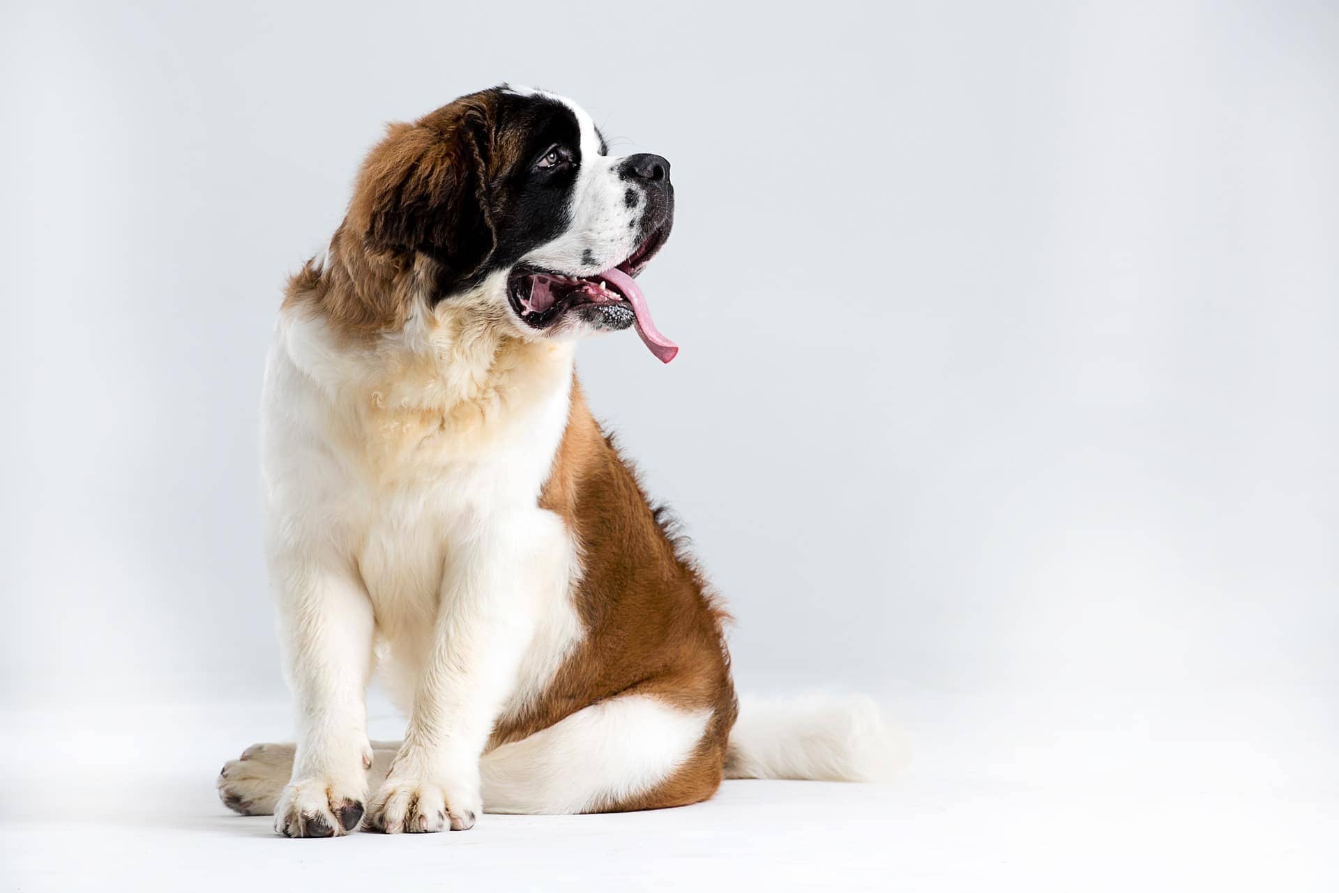 st_bernard