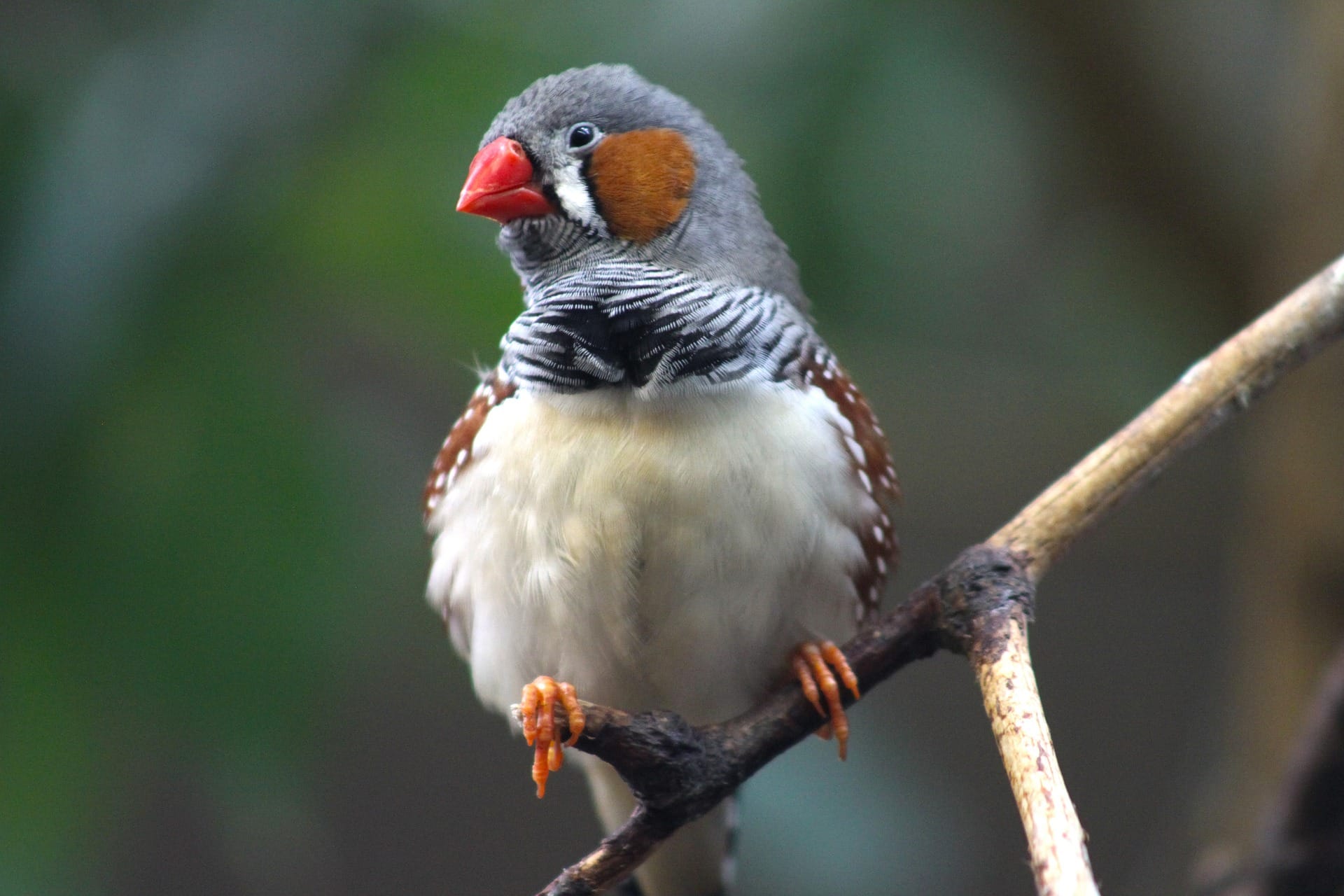 zebra-finch