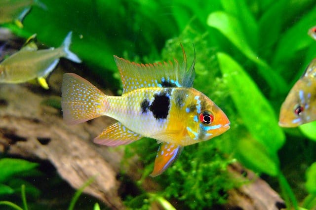 butterfly-cichlid