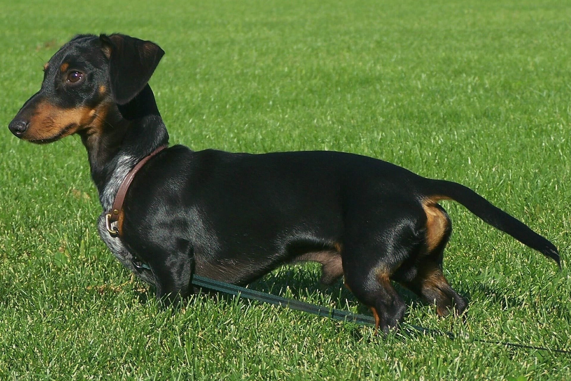 dacshund