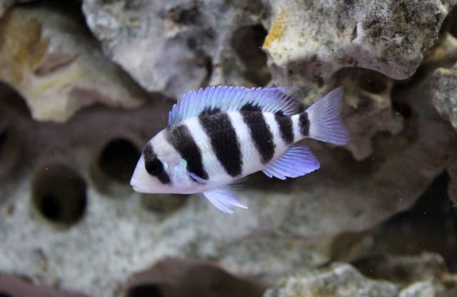 frontosa