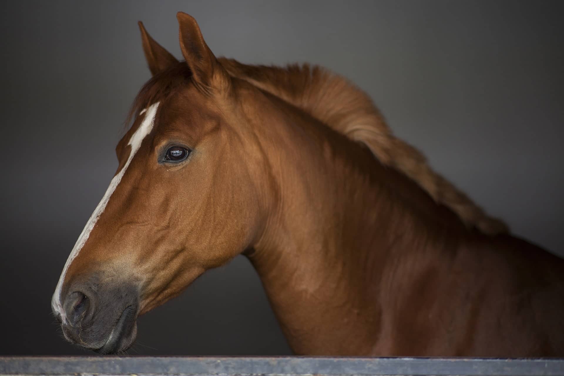 horse