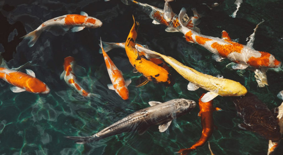 fishes_breed