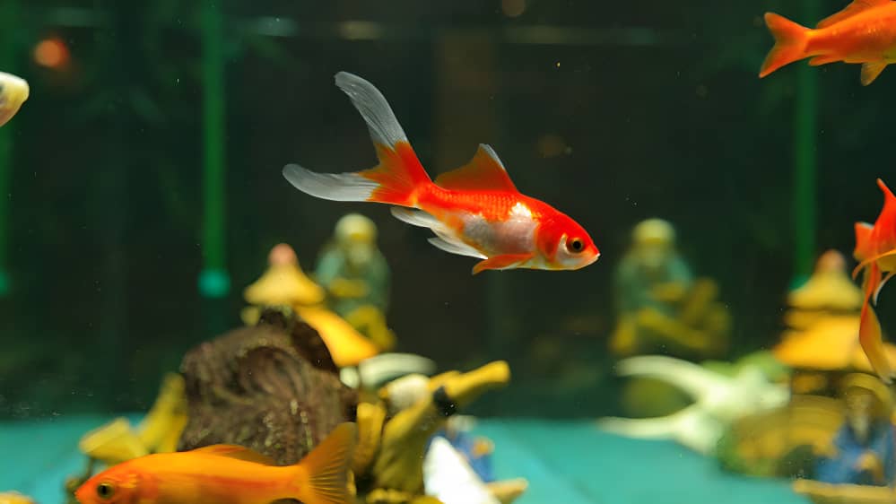 Best Fish Aquarium Shop In Chandigarh And Mohali